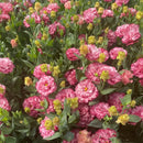 Eustoma Rosa Sem Espinhos💐Sementes de Lisanthus