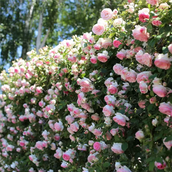 Escalando videira sementes de flores de rosa🌹