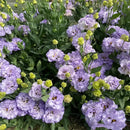 Eustoma Rosa Sem Espinhos💐Sementes de Lisanthus