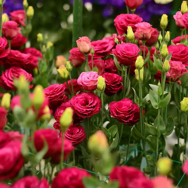 Eustoma Rosa Sem Espinhos💐Sementes de Lisanthus