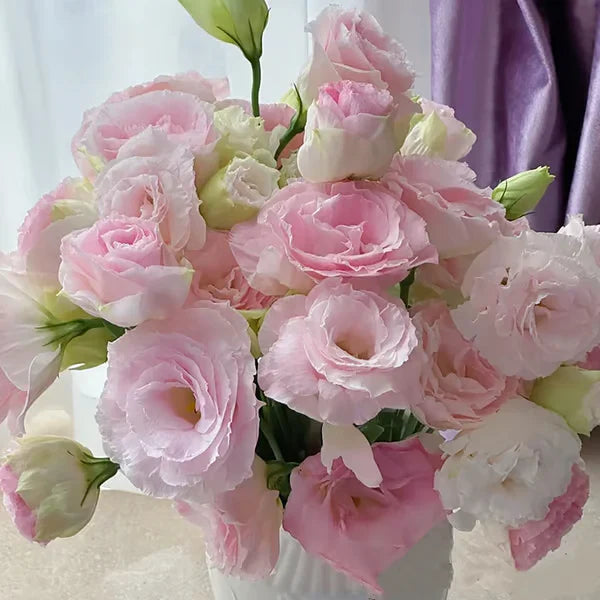 Eustoma Rosa Sem Espinhos💐Sementes de Lisanthus