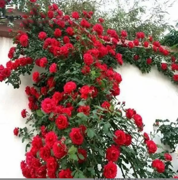 Escalando videira sementes de flores de rosa🌹